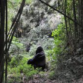  Munyinya, Silverback Gorilla (Rwanda)